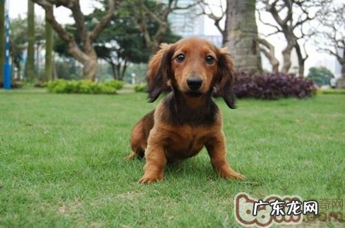 腊肠犬的喂养方法