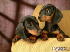 腊肠犬幼狗的喂养方式