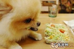 【检测】餐桌测试方法帮狗测智商