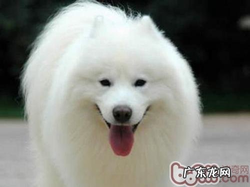 【检测】小狗性情的判断检测