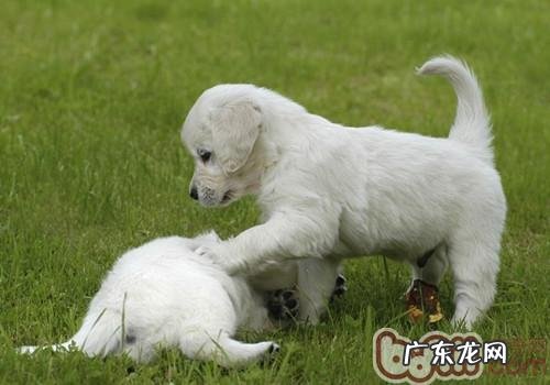 小狗是否还要吐毛球