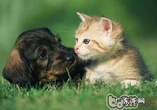 不必带小宠物一起燃放烟花爆竹