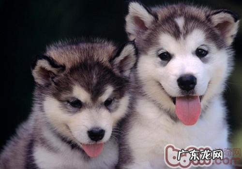 小狗们的厨具还要常常消毒杀菌