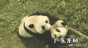 大熊猫的生活习性、饮食习惯?