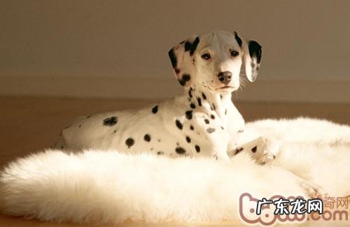 让狗狗晒太阳的益处剖析