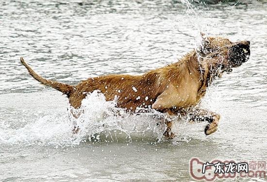 小狗呛水主人家不容忽视