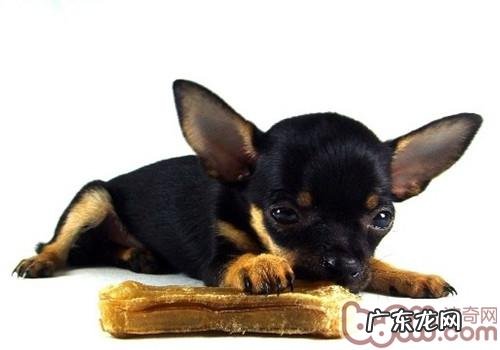 让小狗快乐地渡过寄养宠物岁月