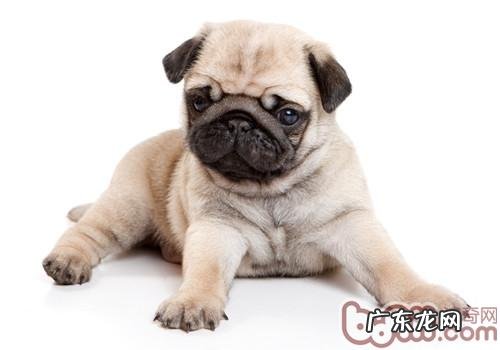 不必给小狗吃包子和饺子