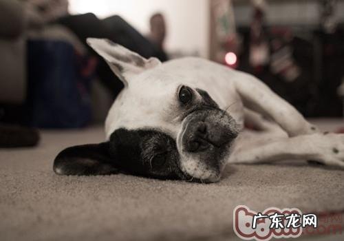 小狗吃完不应该吃的食物该怎么办