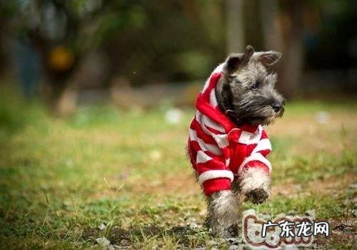 天气变化给小狗产生的危害