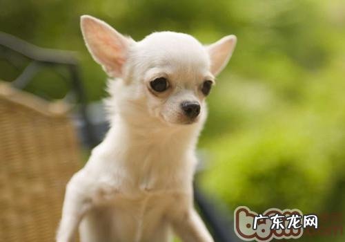 从小狗的排便中发觉健康问题