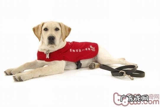 针对导盲犬的一些错误观点