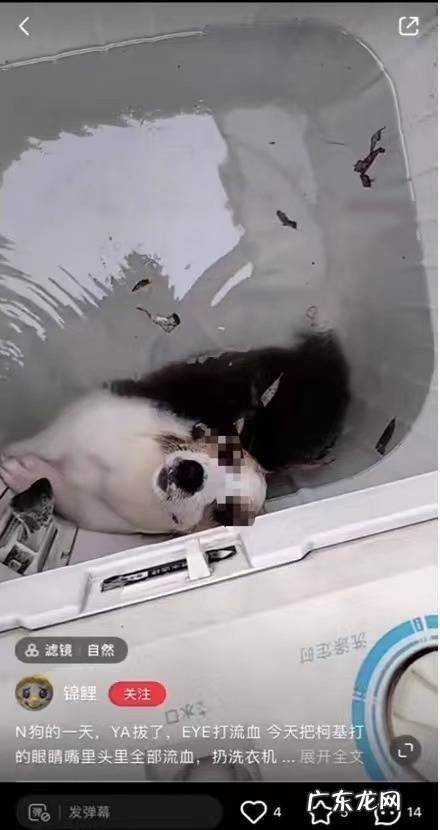 河南一网民被曝发布在洗衣机里淹狗的视频!商丘警方称已介入