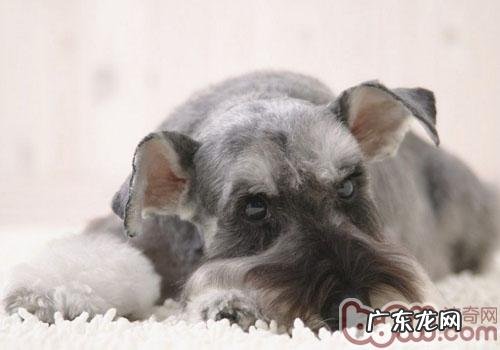 小狗对维他命摄取的规定