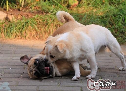 小狗不可以和谐共处的缘故