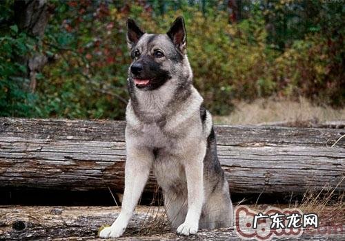 小狗对糖分摄取的规定