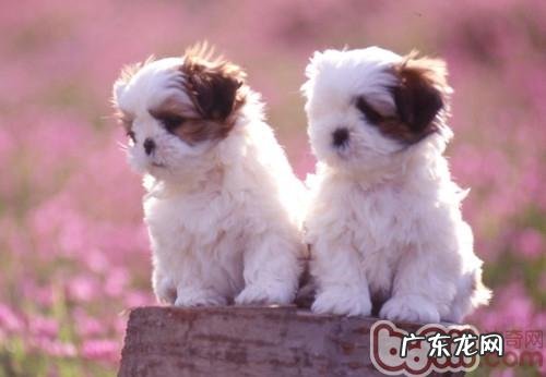 对犬猫危害的十种绿色植物