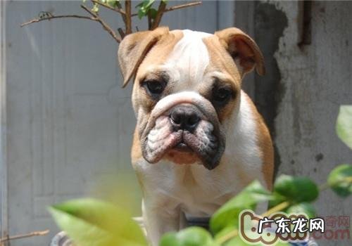 什么时候为喵星人除虫实际效果最好是？