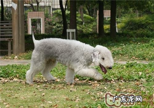 宠物犬春天除虫最重要