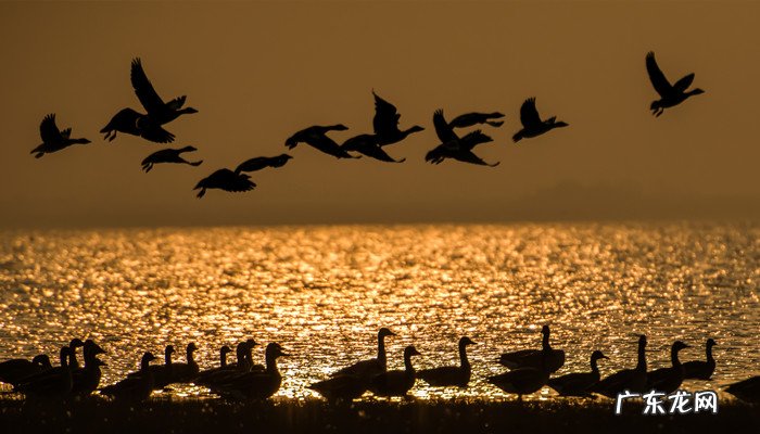 大雁能飞多高,大雁和天鹅哪个飞得高?