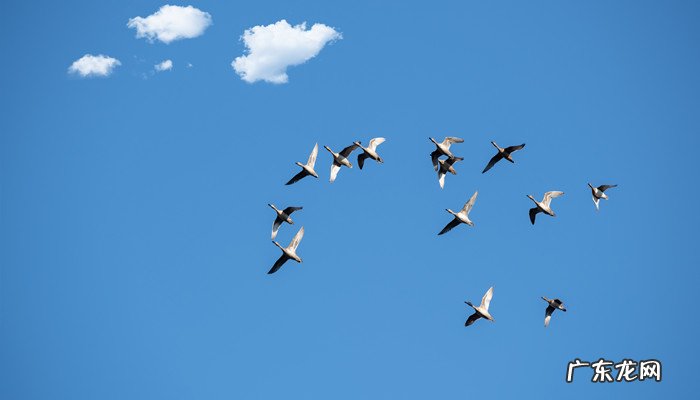 大雁能飞多高,大雁和天鹅哪个飞得高?