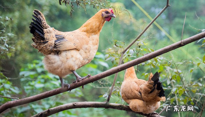 插翅难逃是什么动物,插翅难飞打一正确生肖?