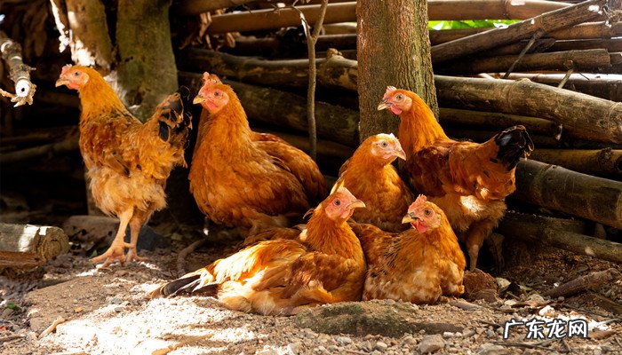 插翅难逃是什么动物,插翅难飞打一正确生肖?