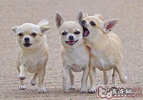 掌握小狗的个人个人行为