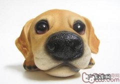 超灵巧的小狗味觉