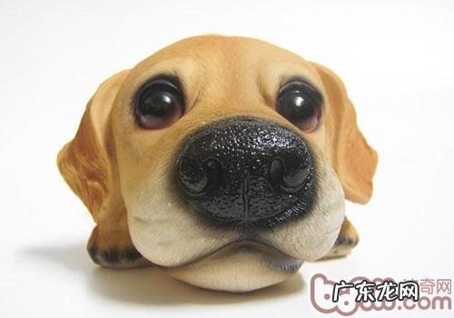 超灵巧的小狗味觉