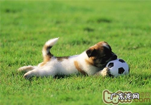 春天到,狗狗驱虫预超过治