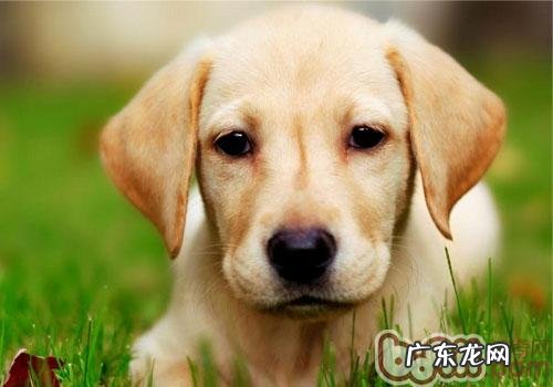 让小狗社会性的三种个人行为