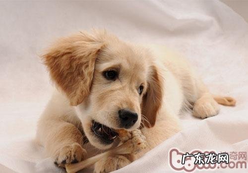 狗狗安乐死是不是确实沒有痛楚