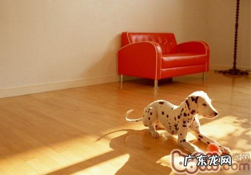 不必小瞧了小狗的妒忌心