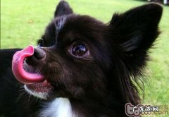 对你说狗狗舔鼻部的缘故