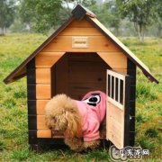 狗舍怎样确保日常保洁