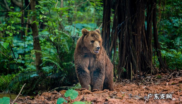 雄才大略指什么动物,雄才大略打一个动物?