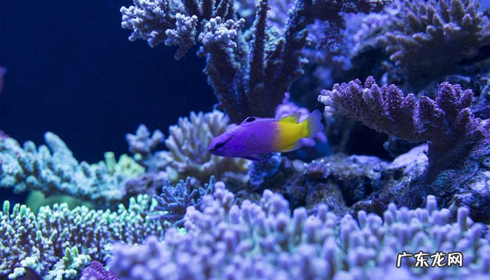 发菜能进行光合作用吗,发菜是藻类植物吗?