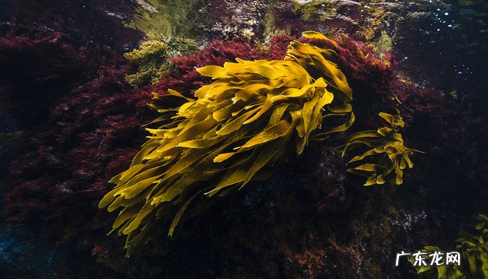发菜能进行光合作用吗,发菜是藻类植物吗?