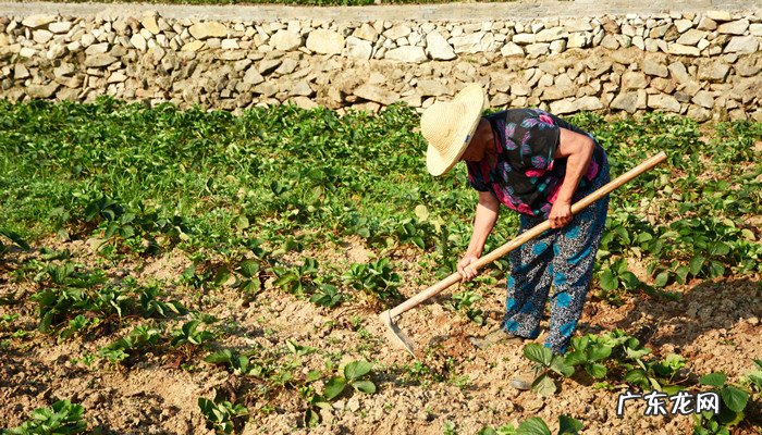 除草是什么季节的农活,二年级写出四季主要农事活动?