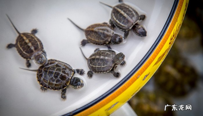 小乌龟可以带上高铁吗,高铁带乌龟罚款多少?