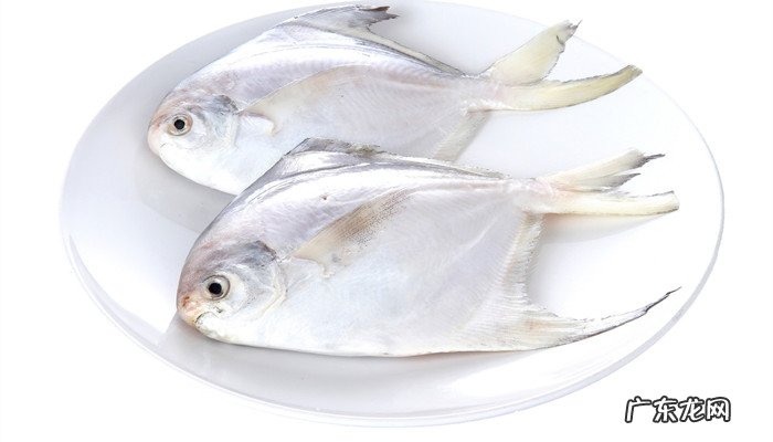 鲳鱼是什么鱼,超大鲳鱼是什么鱼？