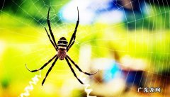 蜘蛛冬天会冻死吗,窗外有蜘蛛需要赶走吗？