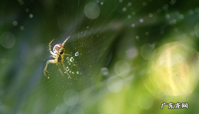 蜘蛛冬天会冻死吗,窗外有蜘蛛需要赶走吗?
