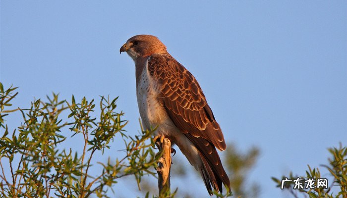 飞龙鸟是几级保护动物,黑龙江飞龙鸟多少钱一只?