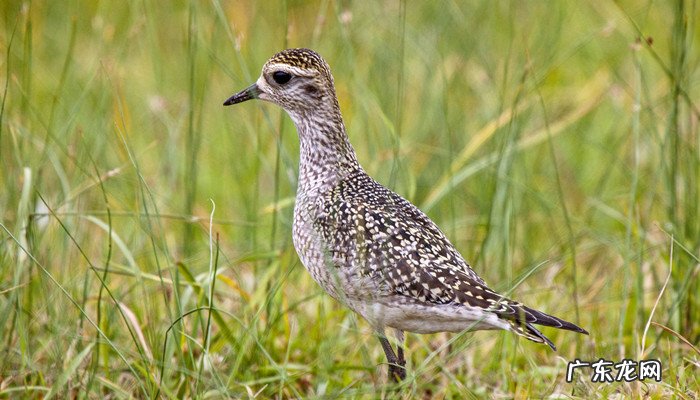 飞龙鸟是几级保护动物,黑龙江飞龙鸟多少钱一只?