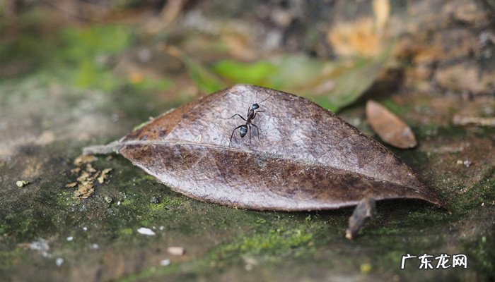 黄翅大白蚁的危害,白蚁是怎么进入家里的?