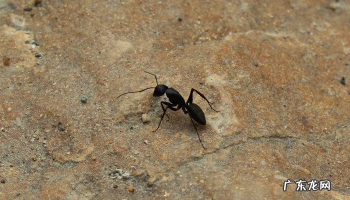 黄翅大白蚁的危害,白蚁是怎么进入家里的?