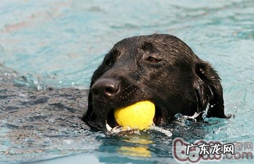 为小狗选择小玩具的关键点注意事项