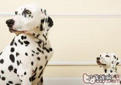 小狗对蛋白质摄入的规定